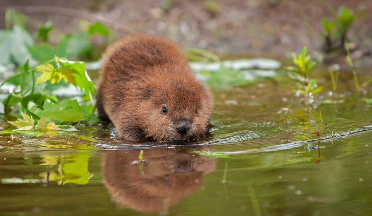 Foto: Holly Kuchera/Shutterstock.com | © Foto: Holly Kuchera/Shutterstock.com