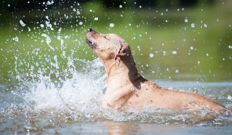 Foto: Nataliya Kuznetsova/Shutterstock.com