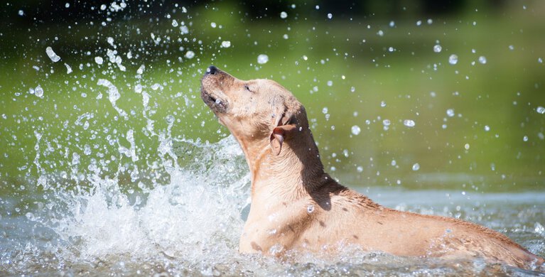 Foto: Nataliya Kuznetsova/Shutterstock.com