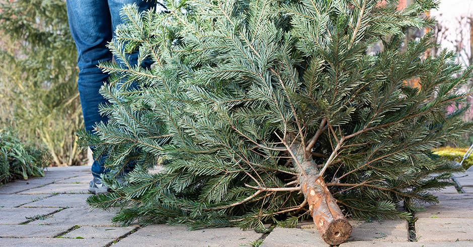 Christbaum Entsorgen München