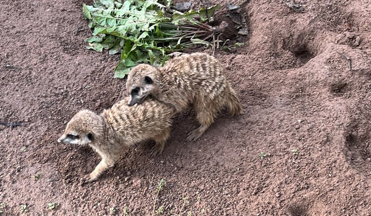 Foto: Tierpark Hellabrunn