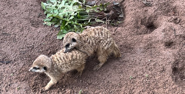 Foto: Tierpark Hellabrunn