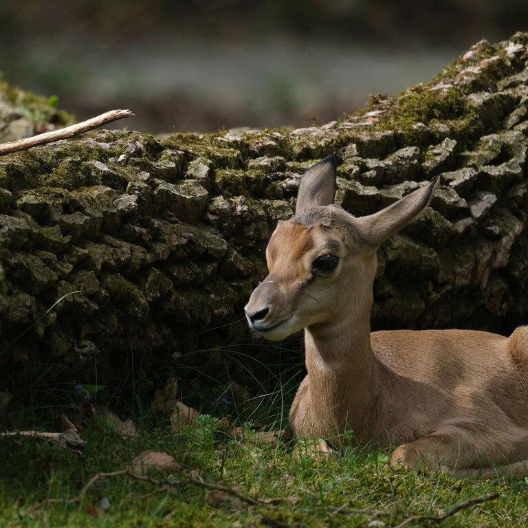 Foto: Wolfgang Schreitmüller | © Foto: Wolfgang Schreitmüller