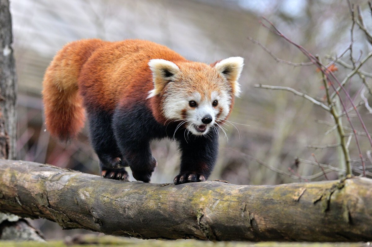 Tierpark Hellabrunn freut sich über neuen Roten Panda Yoko