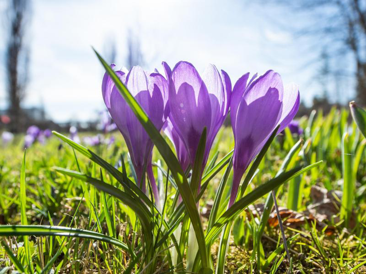 Krokusse in Berlin | © Christophe Gateau