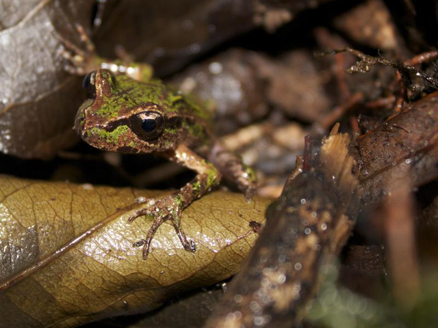 Archey-Frosch | © Phil Bishop