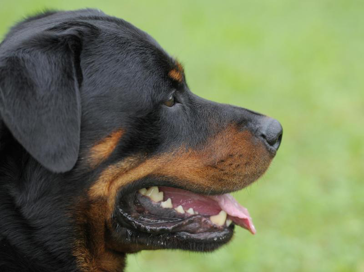 Rottweiler | © Franziska Kraufmann