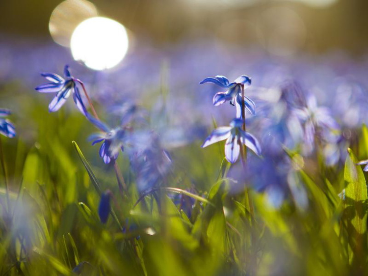 Frühling | © Alexander Prautzsch