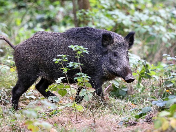 Wildschwein | © Jan Woitas