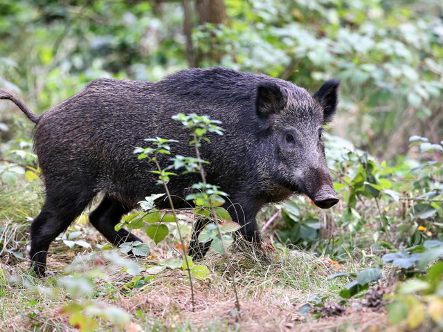 Wildschwein | © Jan Woitas